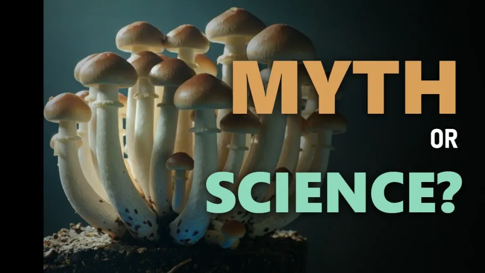 Penis Envy Mushroom Characteristics and Effects
